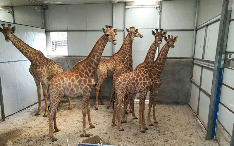 AirBridgeCargo demonstrates the live animals expertise of its 'abc CARE'  product by transporting 66 giraffes - The Complete Resource For Air Cargo  And Cargo Airports Industry