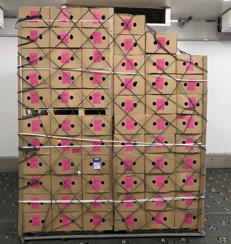 Schiphol supports sustainability in shipment of flowers through standardised box