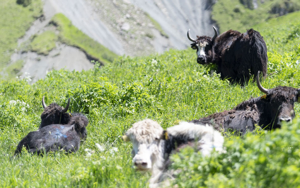 Silk Way West Airlines successfully transported yaks from Kyrgyzstan to Azerbaijan