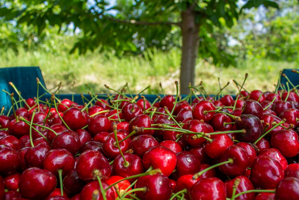 Boeing highlights importance of freighter operations during sweet cherry season