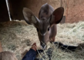 ACS arranges charter for Linus the greater kudu