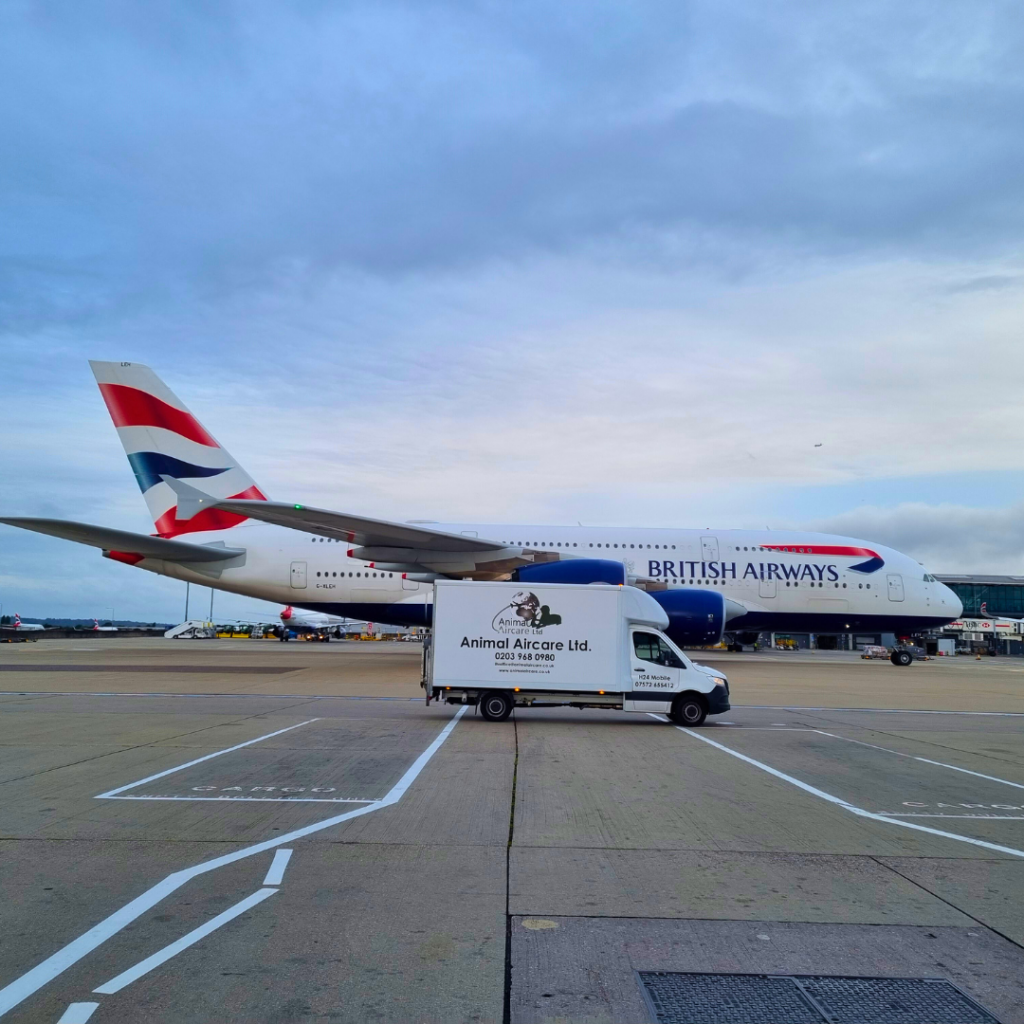 IAG Cargo Enhances Partnership with Animal Aircare for Animal Exports at Heathrow