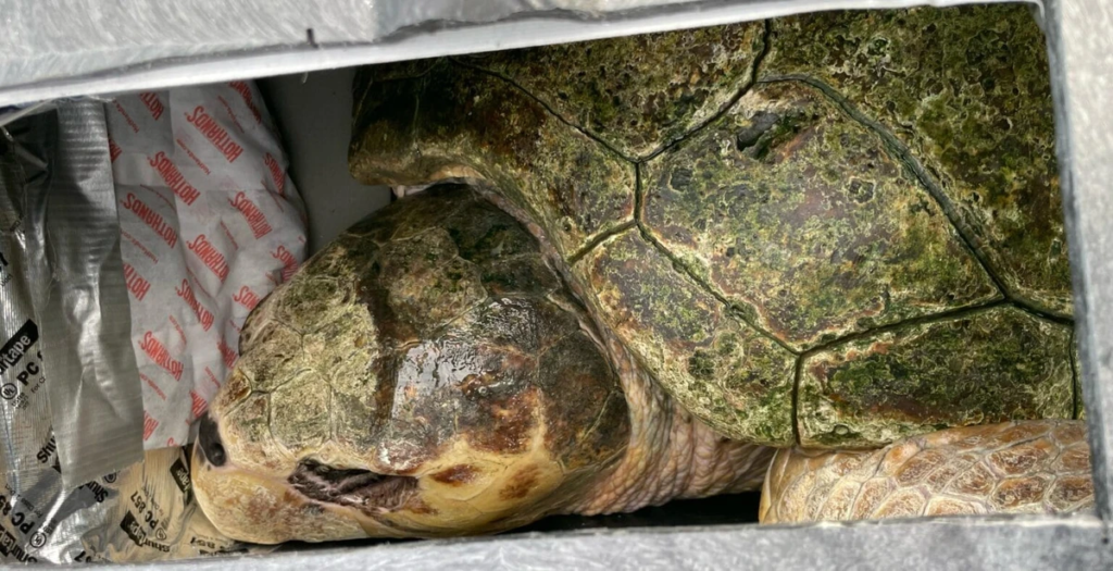Air Charter Service Transports Injured Sea Turtle to New Long-Term Habitat