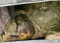 Air Charter Service Transports Injured Sea Turtle to New Long-Term Habitat