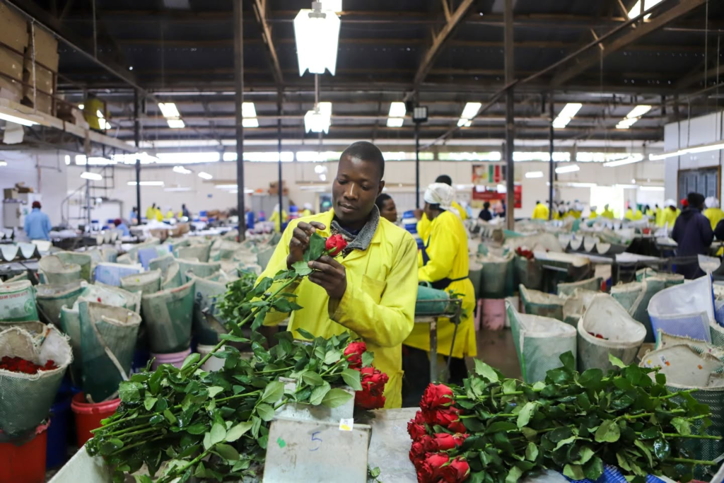 Kenya’s Flower Exports Hit as Iran Conflict Disrupts Air Cargo Flows