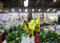 Kenya’s Flower Exports Hit as Iran Conflict Disrupts Air Cargo Flows