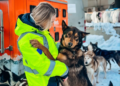Air Charter Service Delivers 36 Huskies to Alaska for Iditarod in Complex Transatlantic Operation