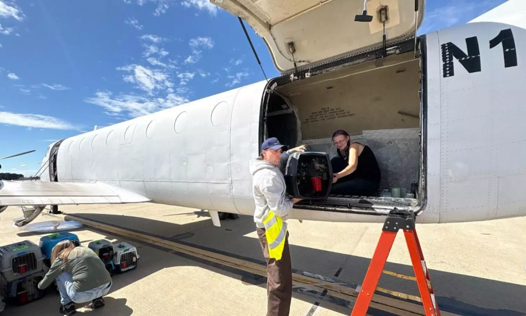 Air Charter Service Executes Multi-State Rescue Flight for 208 Cats and Dogs Across US Rehoming Network