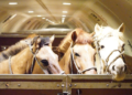 Chapman Freeborn Group supports complex movement of 121 Mongolian horses