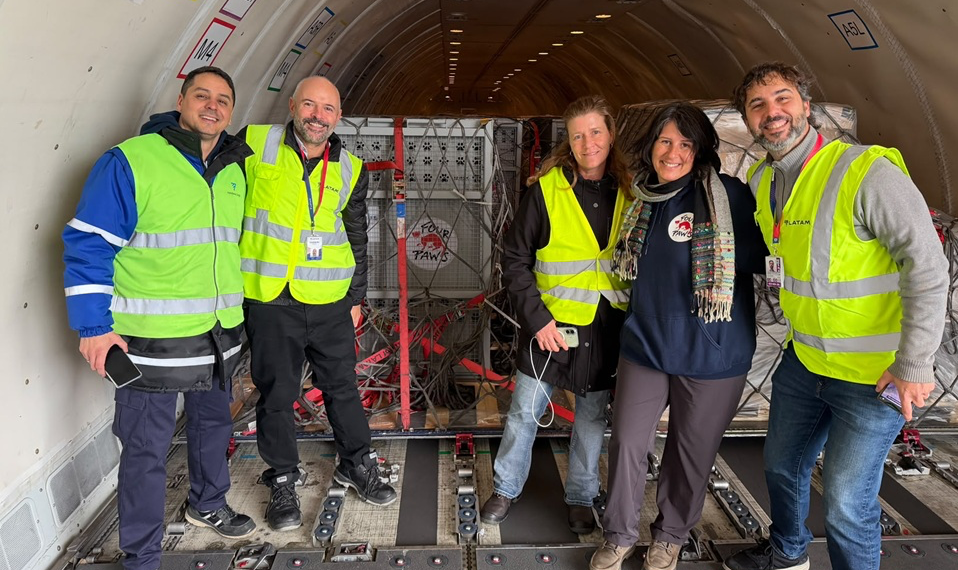 LATAM Cargo relocates 15 big cats to North America