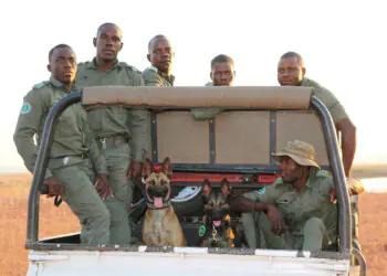 K9 unit flown by Emirates SkyCargo to Zimbabwe begins frontline operations